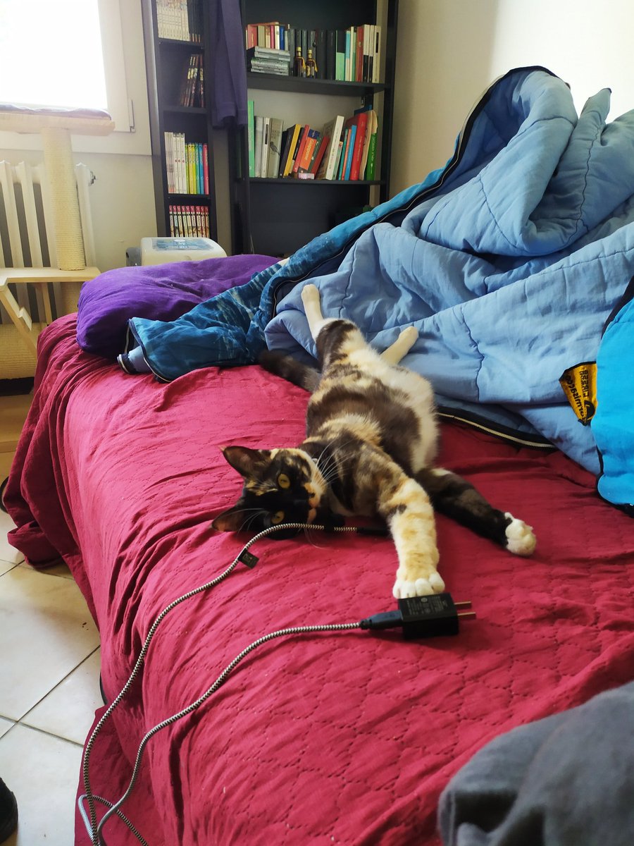 AcidPaine8's tweet photo. @ItsDaniCarr Also a bonus Raku, the young wildling of the house, since I had one of my bad depression days today too. https://t.co/2533z1Mhyk