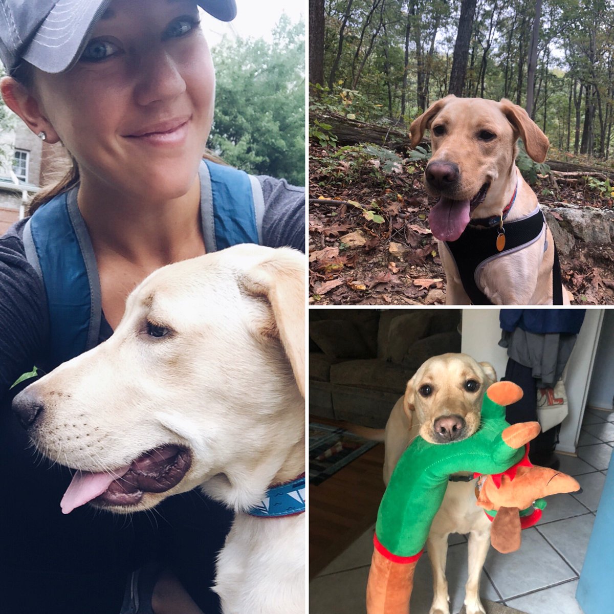 mst4thadventure's tweet photo. Kicking off WFES Spirit Week with my newest coworker Maverick! Celebrated his 3rd birthday last week 🎂 he’s loving all of the walks we are taking and meeting all the students in Flipgrid last week! 🐶@WakefieldForest @sbprindle https://t.co/qamkXeCuU1