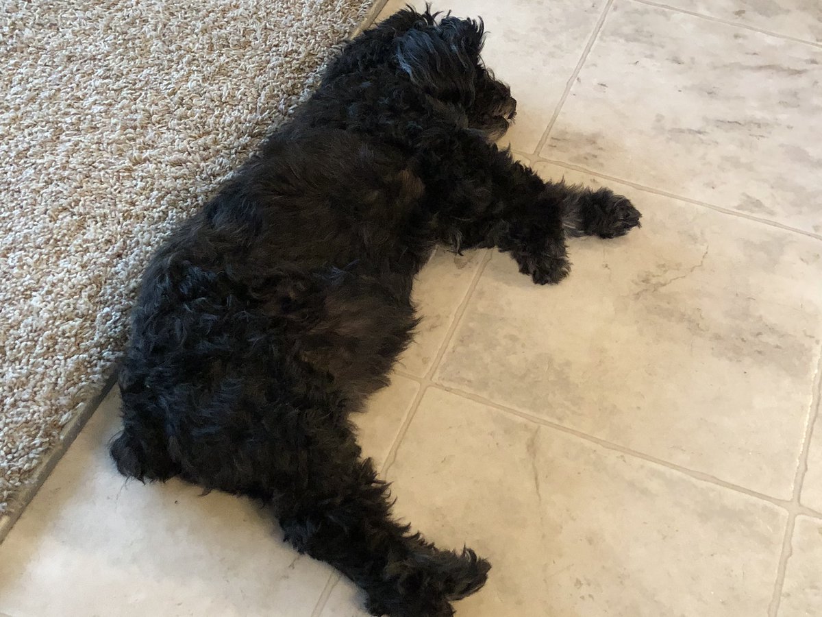 drdavewebb's tweet photo. Hey @SSP_Pride the only animals I could post today while #sspsocialdistancing are Buster the sleepy wonder dog and Smokey, the stuffed bear, that I found across from the district office.  Do these pictures count?  #SSPpride https://t.co/h6xn25BYai