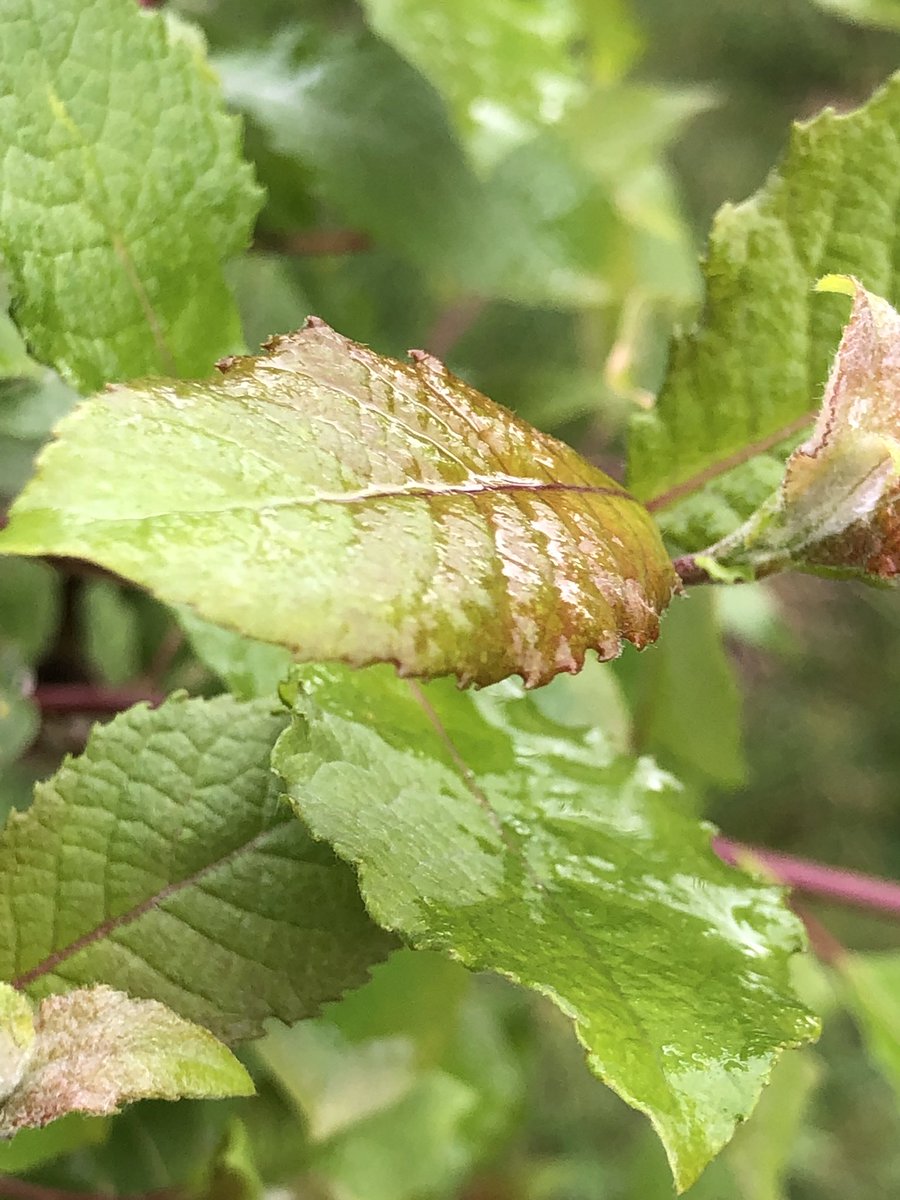 _massimomauri's tweet image. Come quando fuori piove. Smetterà, prima o poi. #rainingoutside #itcannotrainforever #StayHome #StaySafe #StaySafeStayHome