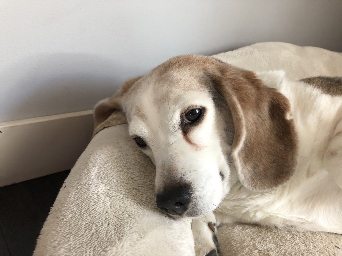 HallsonMic's tweet photo. @jackielconnell Sadie is just chillin’ today 💕 https://t.co/qJhvIY8tDf