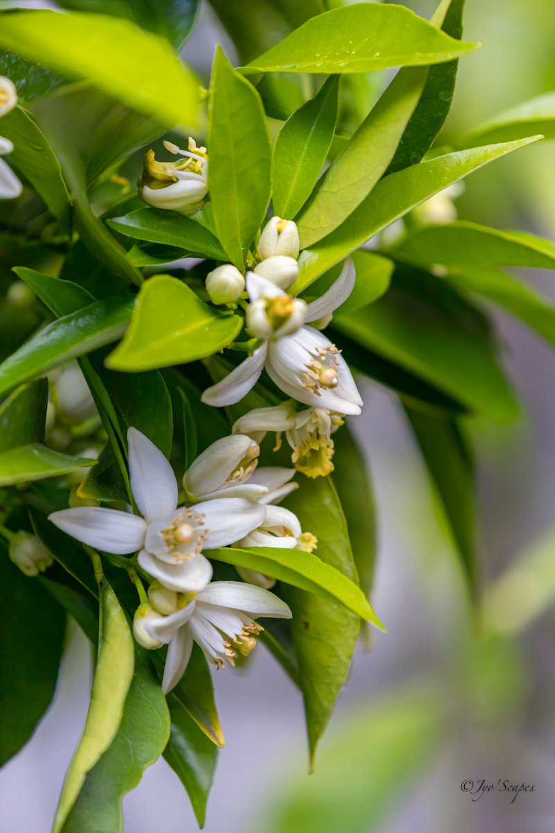 Jo_SNK's tweet photo. Spring in my Backyard.๐๐
#JyoScapes #SpringBlooms #SweetSmellingFlowers https://t.co/kC00mGOCmH