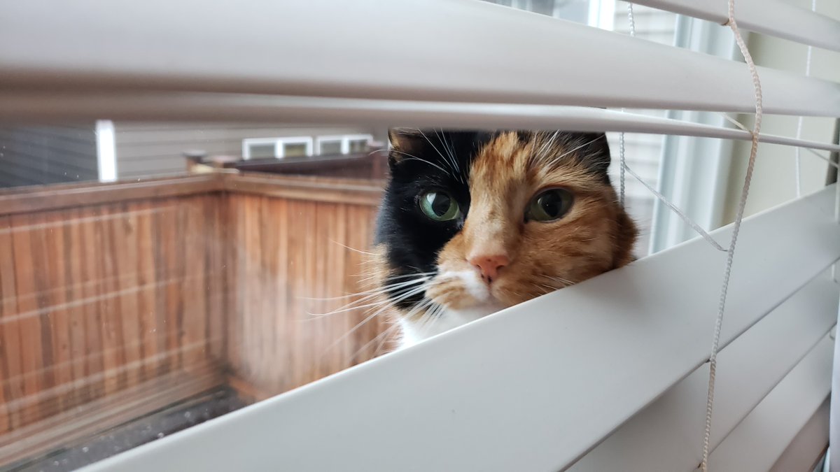 tortiecatz's tweet photo. This is Dexter, who is our Tortie of the Week. Dexter (female) loves making friends with the neighbours and also keeps the house mouse free. Join our Tortie Club at https://t.co/FG2ukFQICG and you could be featured here! #torties #CatsOfTwitter https://t.co/jDbLqEVTRI