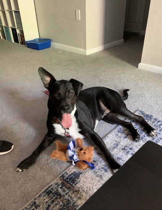 My dog ran away yesterday & ended up with 2 hot lesbians.
That Slick Motherfucker. https://t.co/jlZG