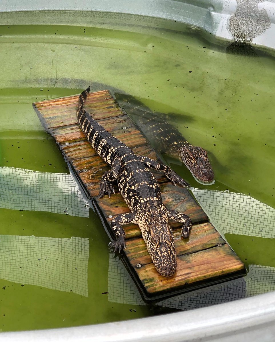 JeanLafitteSwampTour tweet media