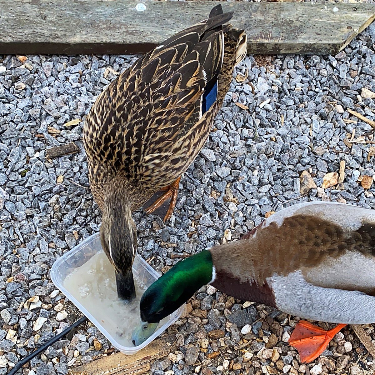 CongresburyArms's tweet photo. Great to be back serving customers again today, even if they were of the feathered variety! 🦆 
#ducks #wildlife #country #beergarden #pub https://t.co/55qVIeHEs2