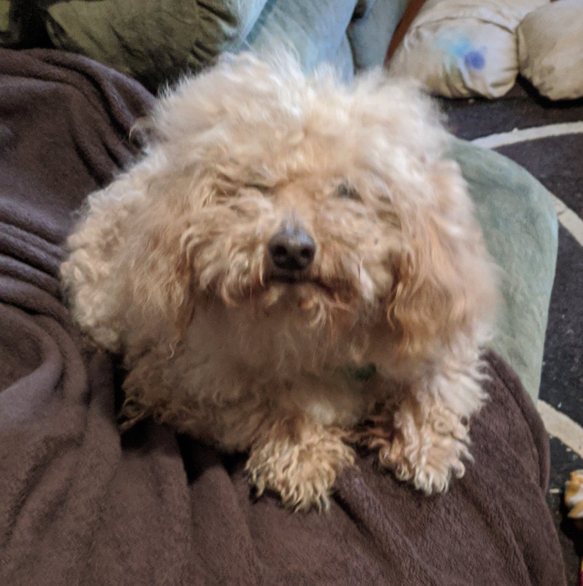 Anne_Bivalent's tweet photo. I brushed my dog's dreads out... I don't know if it was an improvement. #poodleproblems #emotionalsupportanimal #ESA #poof https://t.co/LdkbInfhuK