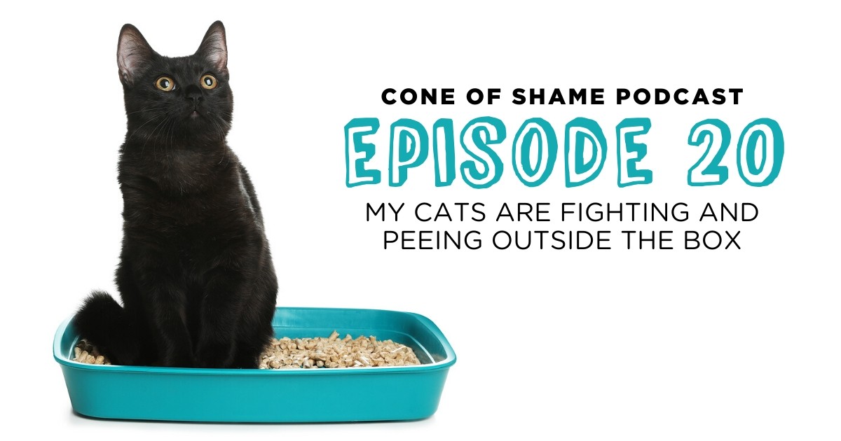 Last week I spoke to <a href="/DrAndyRoark/">Dr. Andy Roark</a> about guess what? Cat behavior! If you are having litter box issues or cats that do not get along, have a listen, perhaps this could help you! ow.ly/bjyd50yZ9zV