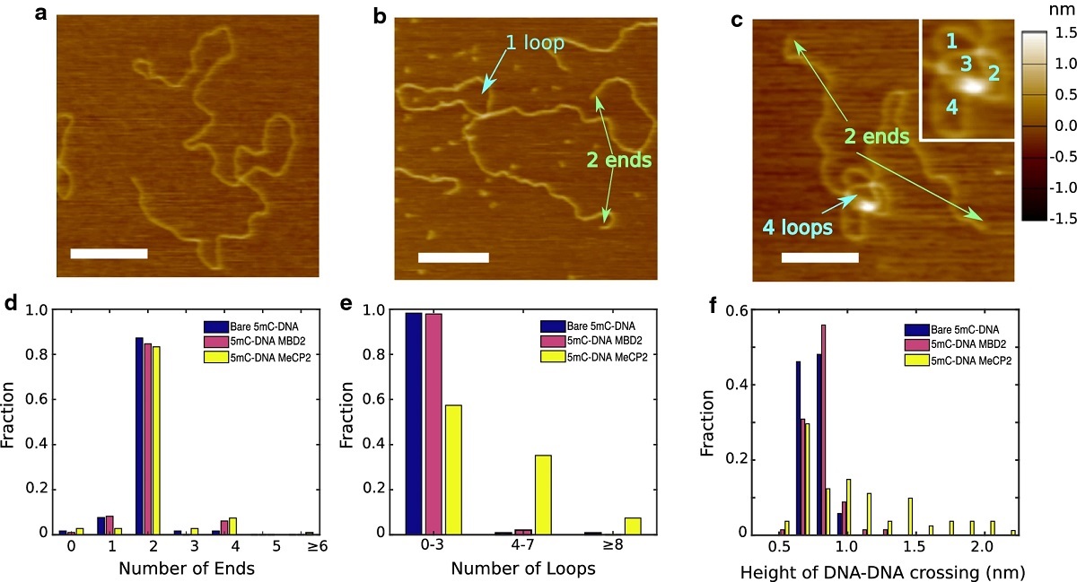 NANOSENSORS's tweet photo. DNA looping by two 5-methylcytosine-binding proteins quantified using nanofluidic devices - https://t.co/l12VDfJOOI #MBD2 #DNA compaction #原子力显微镜探针 #AFMカンチレバー #ScanningProbeMicroscopy #biology https://t.co/qdvzaUryMt