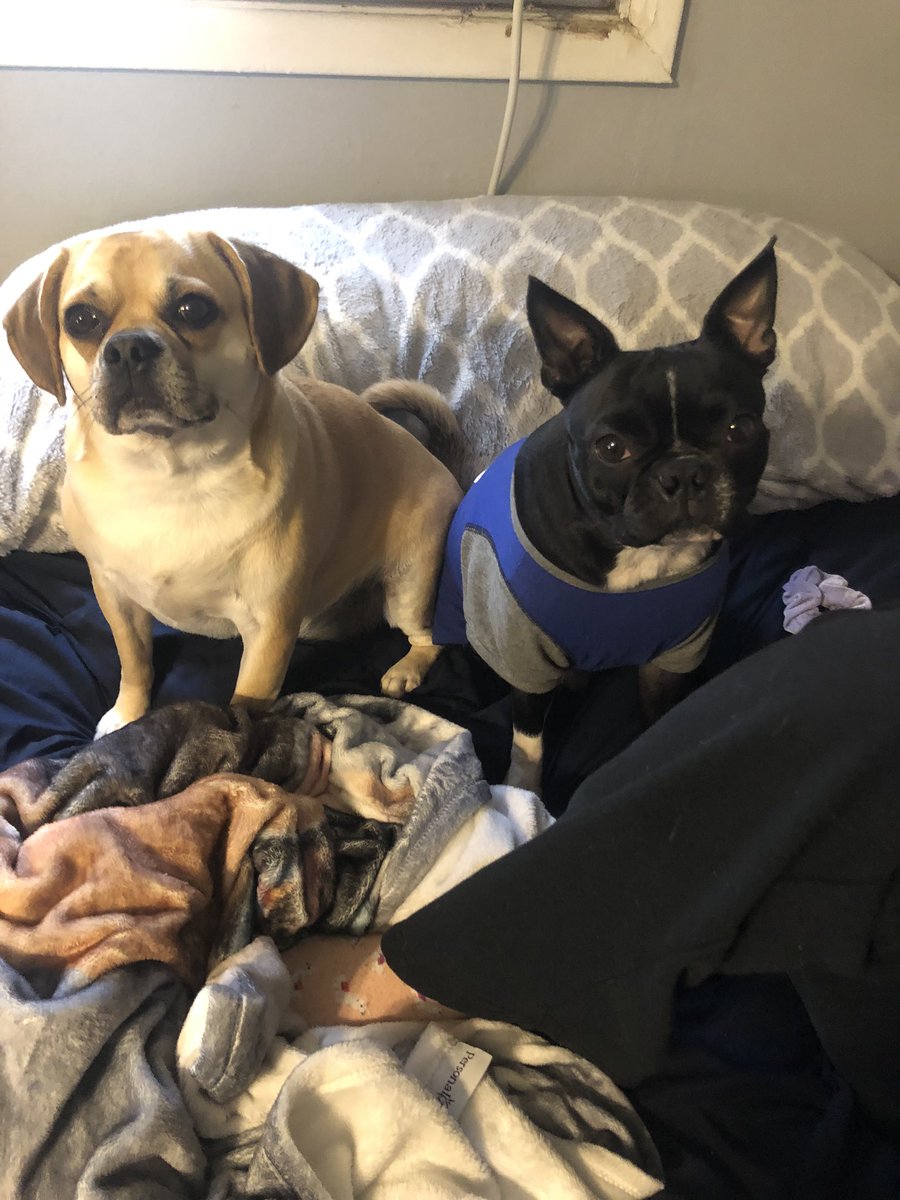 mommaboosh66's tweet photo. @PrincipalDaly @MadParkPTA @OBAnimalShelter Luna and Darth waiting patiently for Grace to finish her assignments! Happy Monday! https://t.co/na5JE2IGgT