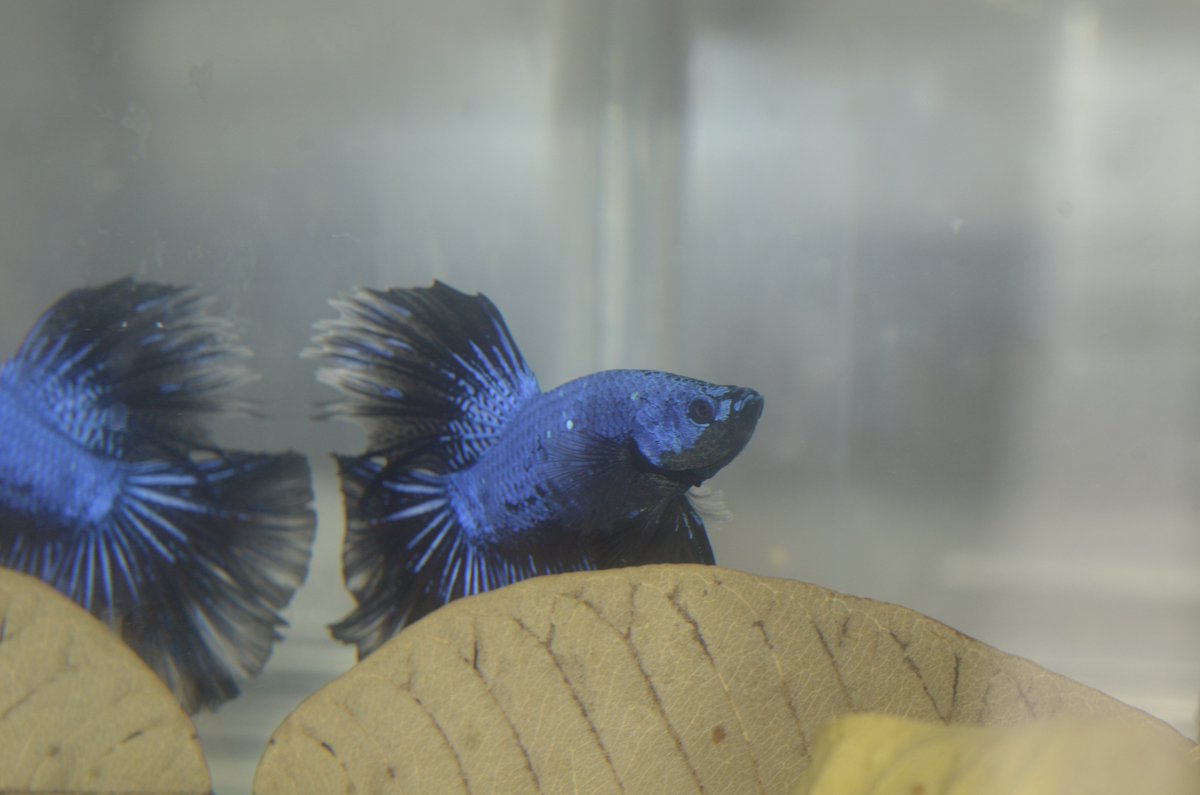 RiKCosta_'s tweet photo. Super Interessante
Criando meus #Bettas
Um macho exemplar
foi rejeitado por tres
fêmeas, sendo que,
nenhuma das fêmeas
deixou o macho fazer
seu trabalho. Nesta
espécie o macho faz
o ninho e retira os
ovos da fêmea a
envolvendo, e cuida
dos filhotes.
Assim não dá.
Pela perpetuação https://t.co/FyhYxr4aKK