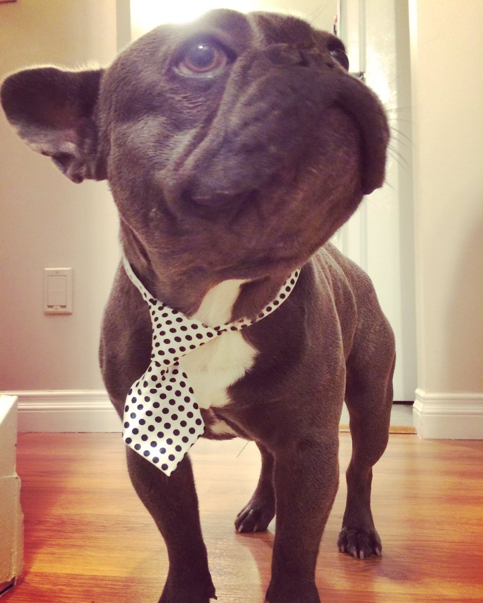 MsHufferTL's tweet photo. Meet Rowdy! He is a 3 and a half year old French Bulldog who is learning how to read. Follow his learning journey and see what books he picks each day. #rowdyreads #outreadrowdy https://t.co/gNk3ifsg20