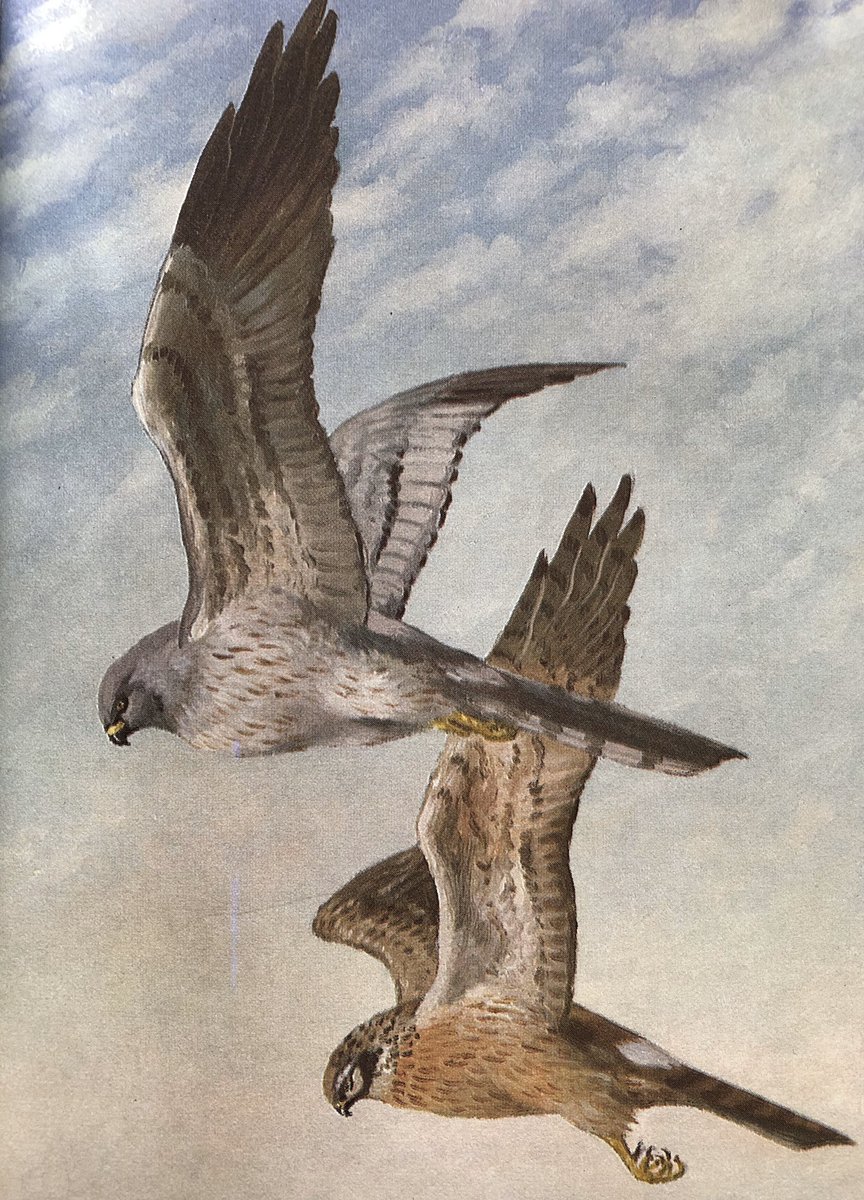 LBFlyawayhome's tweet image. Ladybird book pictures on request. 
‘A nature book from 1970, please’
Birds of Prey, 1970

#JohnLeighPemberton @helenbee