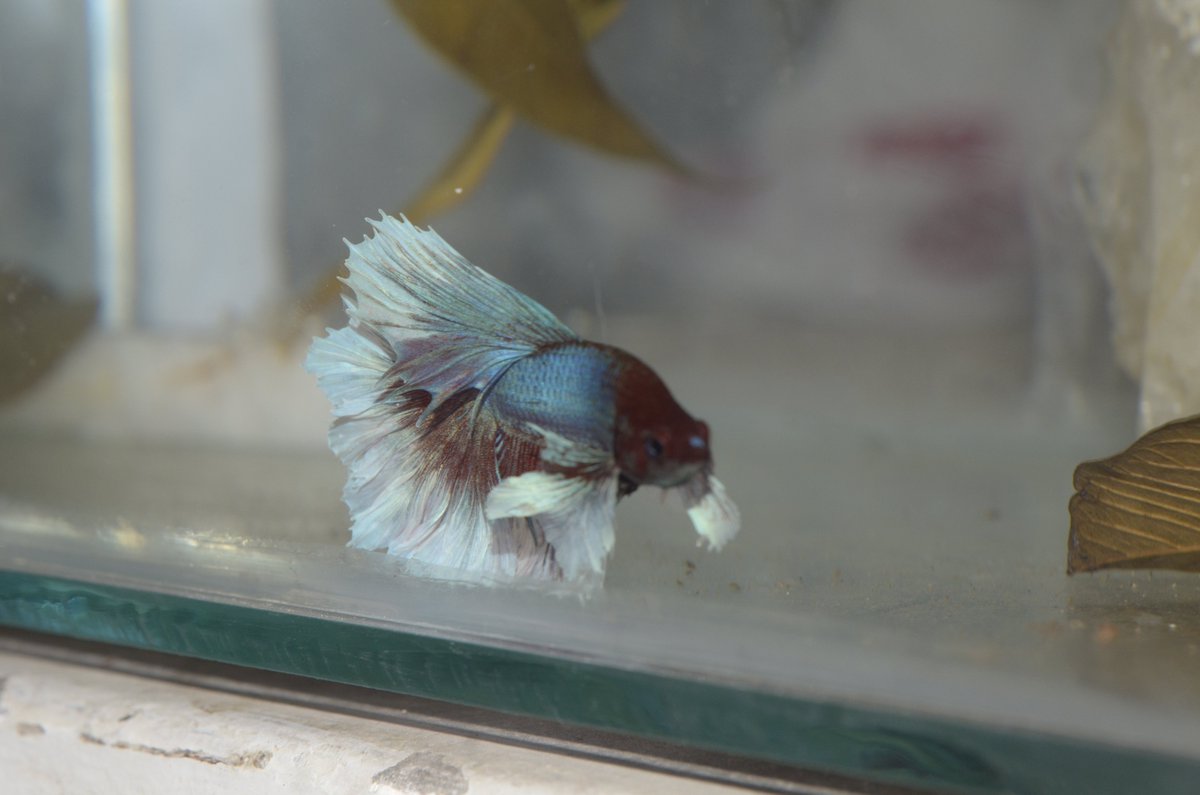 RiKCosta_'s tweet photo. Só pra constar.
Olhem esse 
macho #Dumbo
existe algo parecido
com essa exuberância
abusiva, em fase de
crescimento este #Betta.
ABSOLUTO.
O nadar dele é super
calmo, investigativo
e explorador, também
pudera, 
vive em uma mansão. https://t.co/gzf7pZjV7X