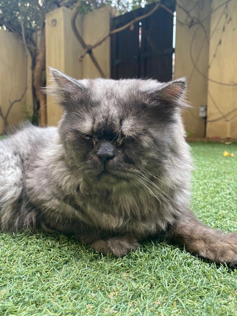 Dumped in an empty house, vomiting and peeing blood! No way. Please stop dumping your pets please!

مانصدق 😩 حالة ثانيه شليناها اليوم،، تزوع وكرمتو تبول دم 💔! ليش تفرونهم في الشارع؟ مب حرام؟ هذيل ارواح.. الله يشوف ويسمع كل شي 💔