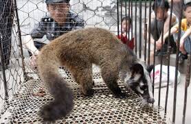 HowardGriffiths's tweet photo. @manisha__gupta @majorgauravarya Maximum Respect to you in India.We value our time in India & will support action to stop the vile Bat,Cat,Dog etc LIVE Markets in #China-There is huge support Globally to #Boycott #ChineseRestaurants Globally as long as selfish #ChineseWetMarkets exist in #China #ChineseVirus19🙏🏻 https://t.co/ZdPF3Ky7gl