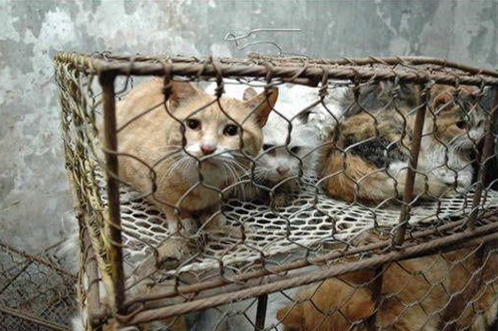 HowardGriffiths's tweet photo. @manisha__gupta @majorgauravarya Maximum Respect to you in India.We value our time in India & will support action to stop the vile Bat,Cat,Dog etc LIVE Markets in #China-There is huge support Globally to #Boycott #ChineseRestaurants Globally as long as selfish #ChineseWetMarkets exist in #China #ChineseVirus19🙏🏻 https://t.co/ZdPF3Ky7gl