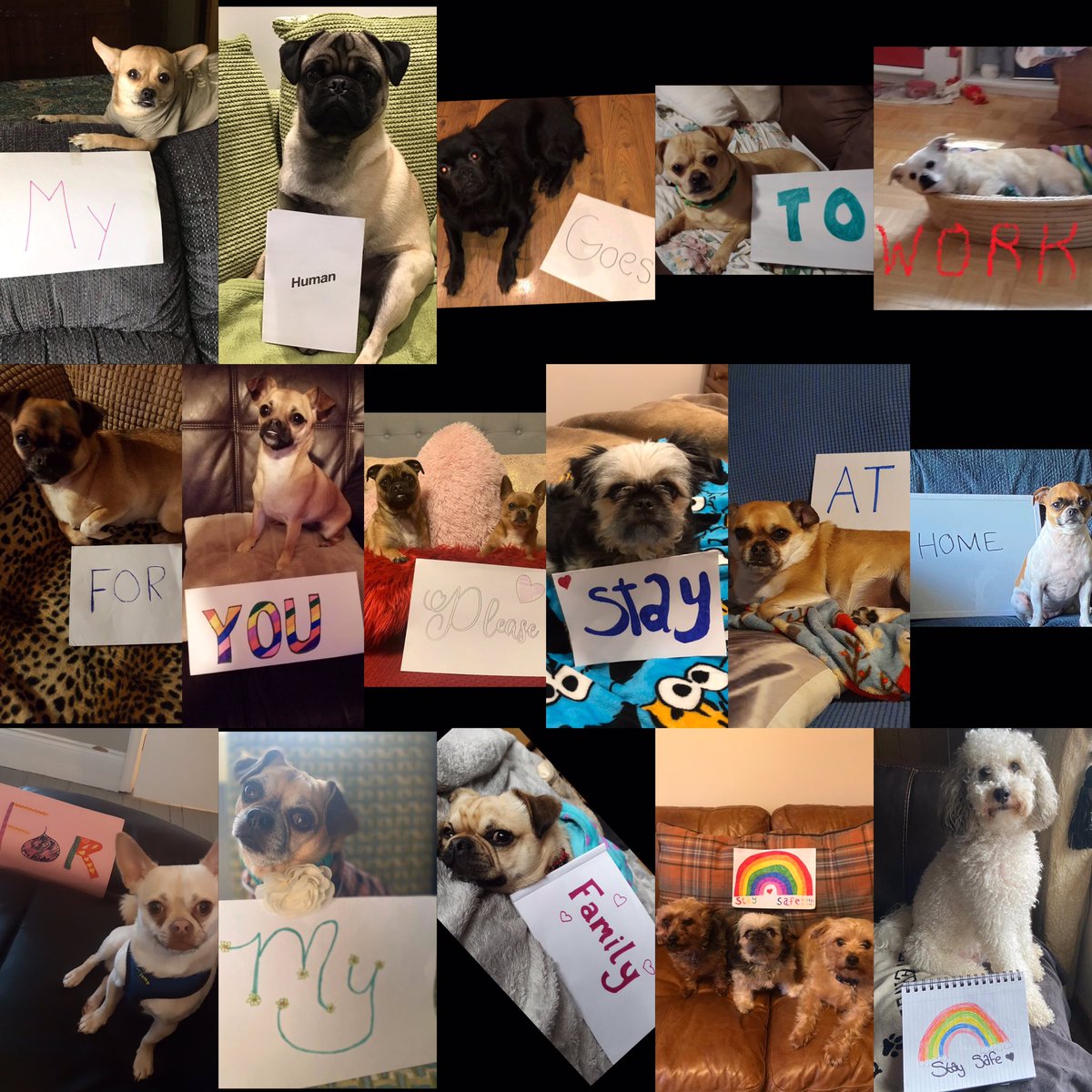 PugglePooh's tweet photo. My chug photo shoot / 2 Yorkshire terriers and 1 cockapoo 💗🐶💗 MY HUMAN GOES TO WORK FOR YOU PLEASE STAY AT HOME FOR MY FAMILY 🌈🐶🌈 xxxx #covid19 #staysafe #letsbeatcovid19 #chugs #doggies https://t.co/LlWsKoJUj9
