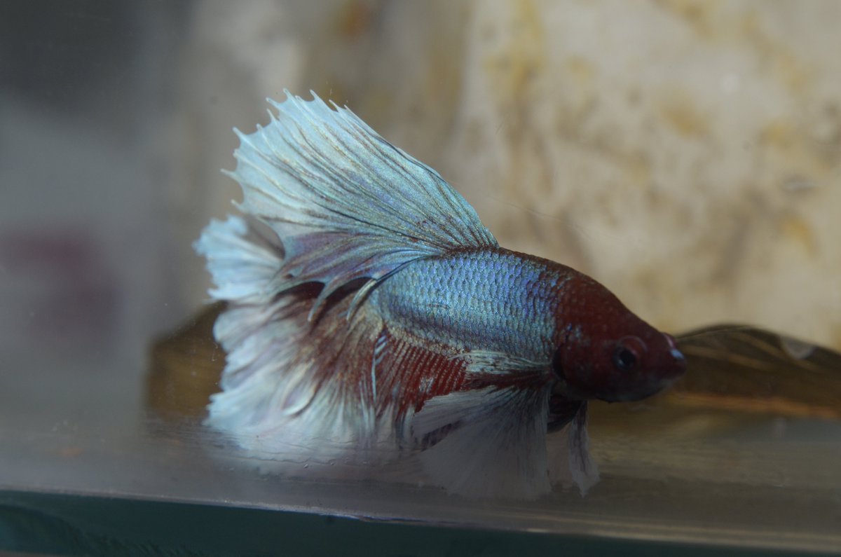 RiKCosta_'s tweet photo. Só pra constar.
Olhem esse 
macho #Dumbo
existe algo parecido
com essa exuberância
abusiva, em fase de
crescimento este #Betta.
ABSOLUTO.
O nadar dele é super
calmo, investigativo
e explorador, também
pudera, 
vive em uma mansão. https://t.co/gzf7pZjV7X