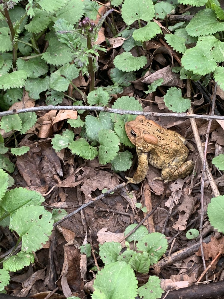 ees028's tweet photo. Saved a little buddy today, took him off the street and placed him by my creek ♥️🐸 #ees028 https://t.co/IIN030Q7be