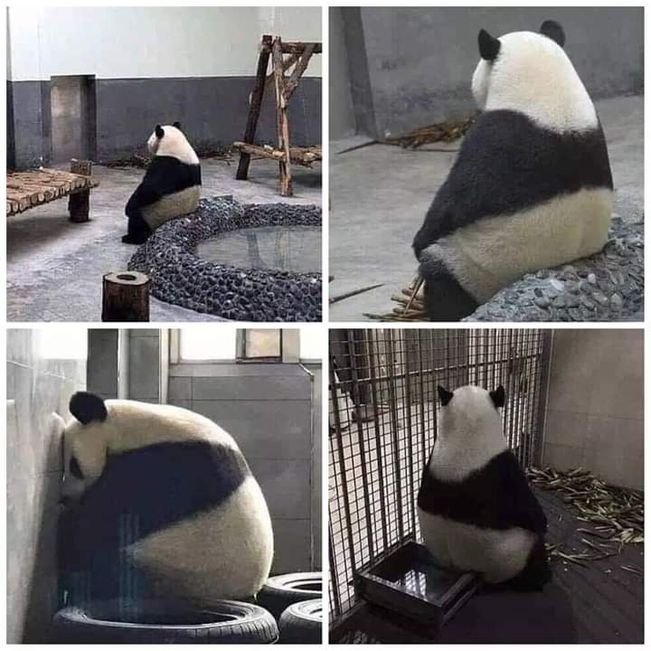 Ultimamente estou assim nessa quarentena