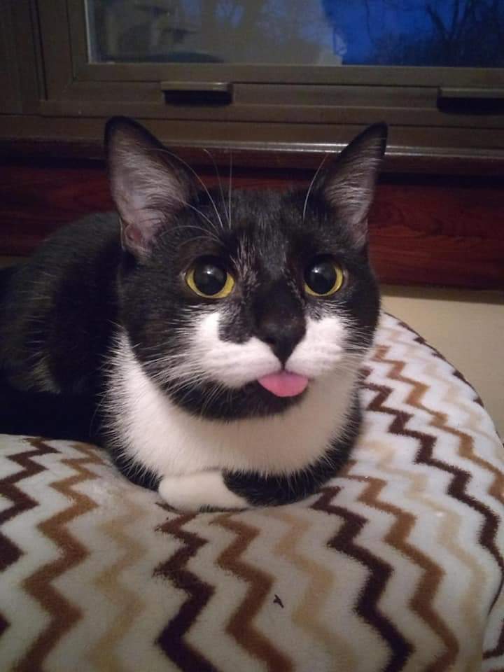 gatitos_qctd's tweet photo. https://t.co/oqH2cTzkP0