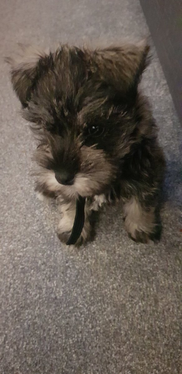manthaclare's tweet photo. @notthatone Glad you're feeling better now. Sometimes they just get in the way. 

Sprocket *always* has time for you, but he's a bit scruffy tonight. ❤ https://t.co/NcY0S1Jbtb