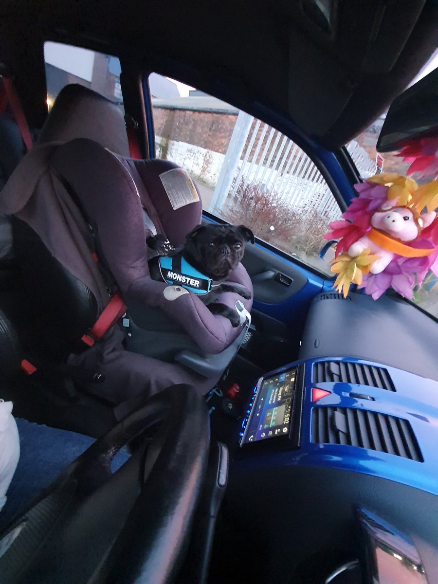 TidyChi's tweet photo. That time the dog got his own booster seat 😂 
#DogCarSeat #SafetyFirst https://t.co/HBT4rACz1k