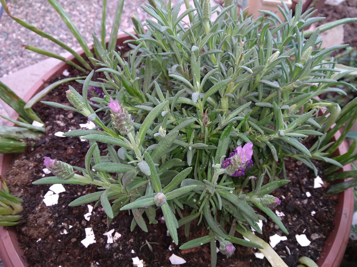 marygodfrey's tweet photo. Lavender grows in AZ in a shady area. It has many healing medicinal qualities https://t.co/zXrSIeB4xv