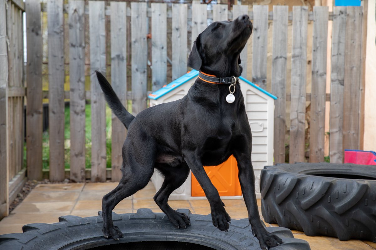 riverdogsuk's tweet photo. Certain dogs know how to strut, and Indy certainly is one of them. We've never seen a pooch with so much panache and style! If there was a song playing in the background of this pic, what do you think it would be? 
📸 by @SimonBartle67  #doggydaycare #tadcaster https://t.co/Pj2c3M40gx