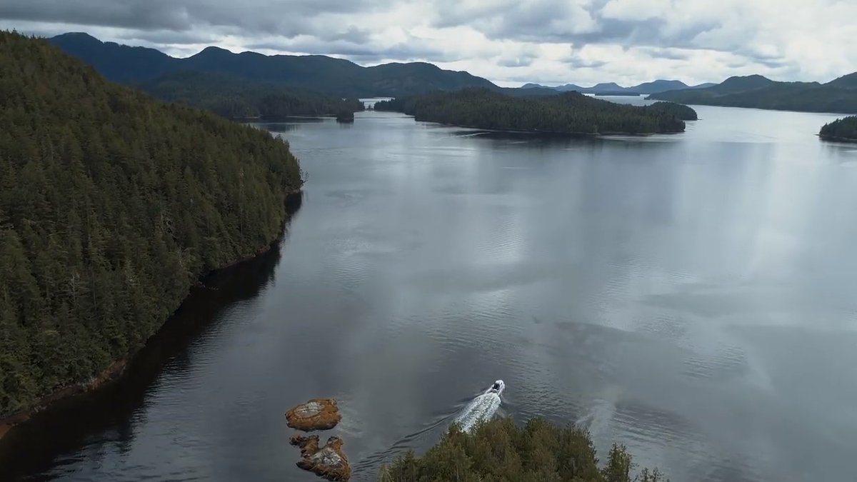 Shearwater tweet media