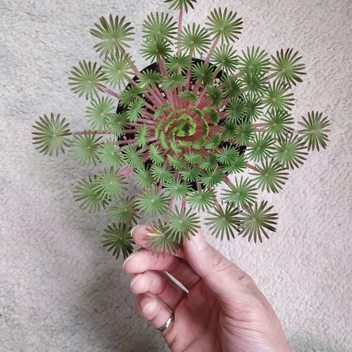 La simetría de una Oxalis palmifrons 😍
Crédito: Houseplantjournal