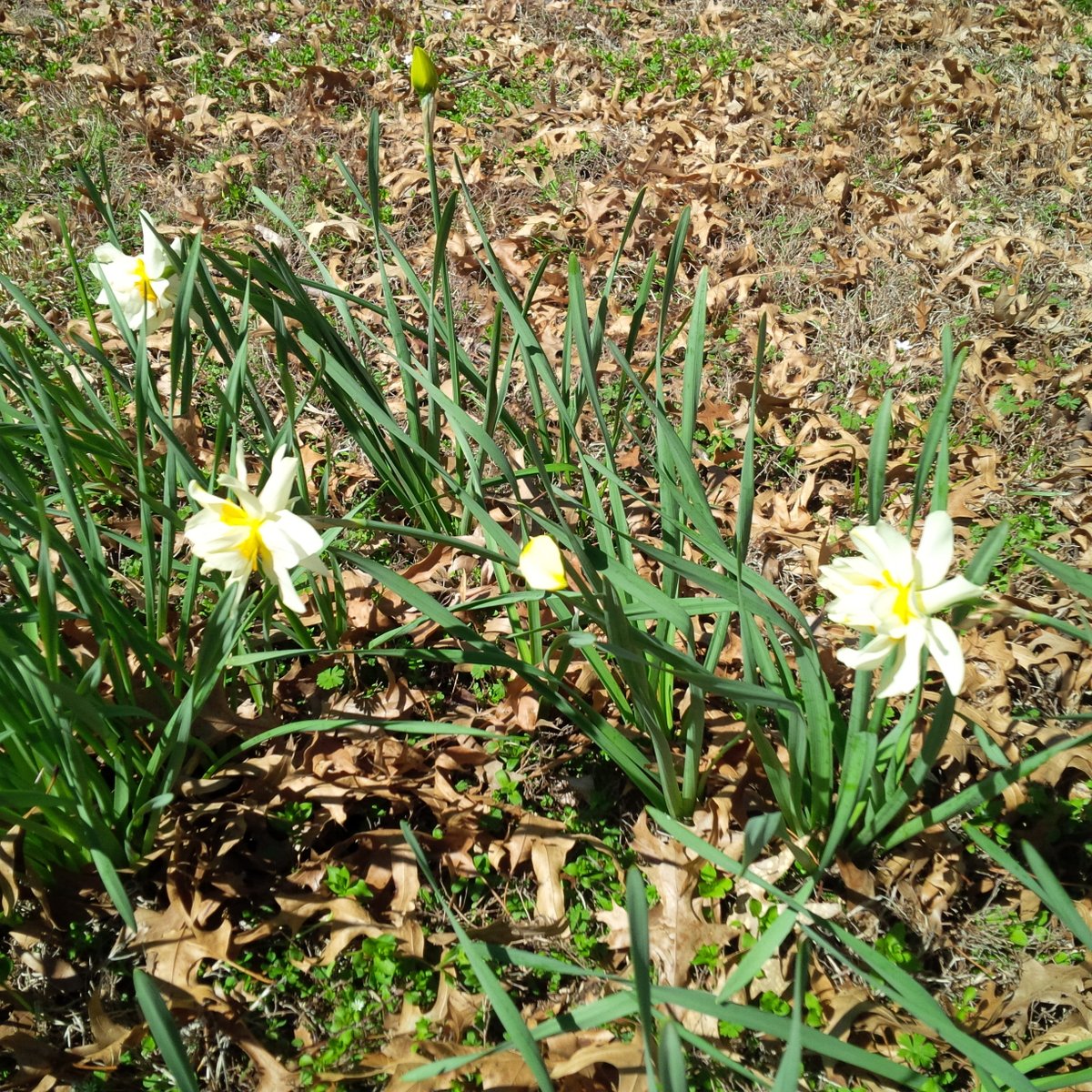 AshleyJMorrison's tweet photo. With all of the craziness right now, don't forget to look at the beauty that surrounds you...maybe right in your own front yard! #Missouri #spring is here - get outside and enjoy it! https://t.co/iV4Q6T0jCJ