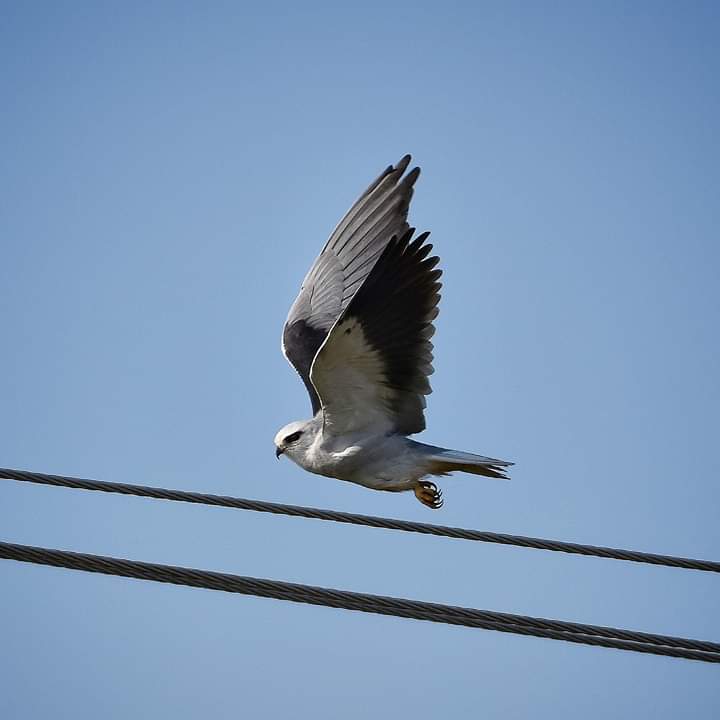 abhinavpoonia's tweet photo. Black-winged kite
#bird #birdsofinstagram #wildbird #wildlifephotography #wildlifeplanet #nikond5600photography #nikonindiaofficial #nikon200500 #nikond5600 #nikonindia #nikonlovers #Nikon #dslr #dslrphotography #dslrcamera #tinybeaks #birding #birdingphotography @waroflens https://t.co/SrcKBQJC5N