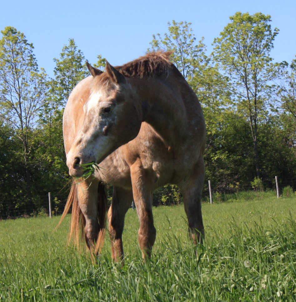 ICANTERFarm's tweet photo. With extreme sadness, we announce the passing of our darling Skeeter. She was a pivotal part of the development of the farm and its programming. In her lifetime, Skeeter touched the lives of so many and has left us with many fond memories. 

We love you and you will be missed. https://t.co/FNf3p3hsN4