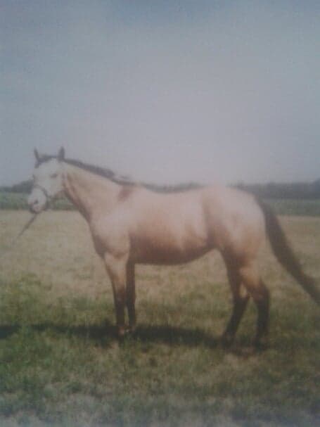 ICANTERFarm's tweet photo. With extreme sadness, we announce the passing of our darling Skeeter. She was a pivotal part of the development of the farm and its programming. In her lifetime, Skeeter touched the lives of so many and has left us with many fond memories. 

We love you and you will be missed. https://t.co/FNf3p3hsN4