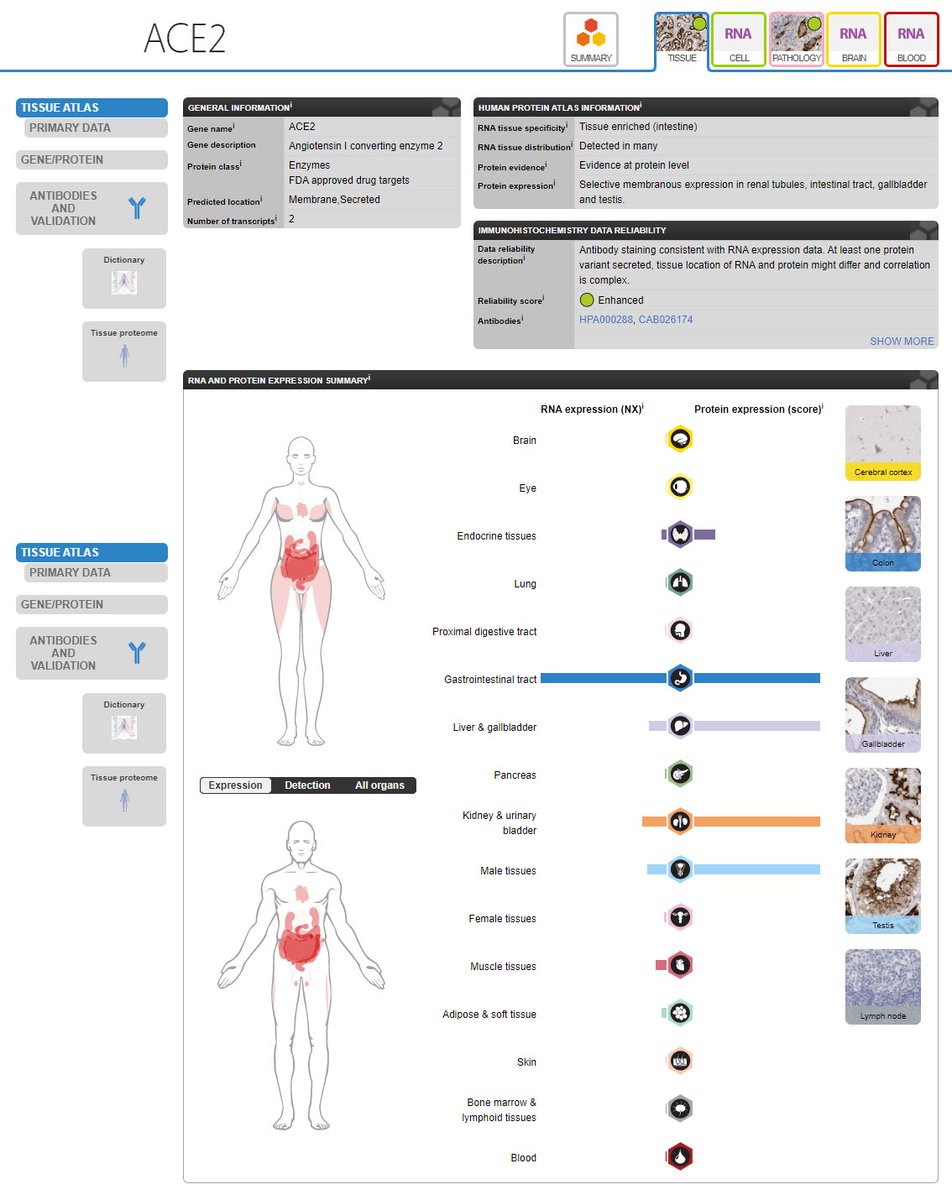 Human Protein AtlasGene: ACE2Description: Angiotensin I converting enzyme 2Predicted location: Membrane,SecretedRNA tissue distribution: In manyProtein expression: Selective membranous expression in renal tubules, intestinal tract, gallbladder, testis https://www.proteinatlas.org/ENSG00000130234-ACE2/tissue