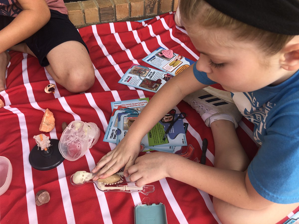 AHuskyste's tweet photo. Dissecting the Squishy Human body today #FCSRising #2ndgradeextras #STEMtime @HillsideTAG @hillside_media @HillsideES https://t.co/9msBGpaSEk