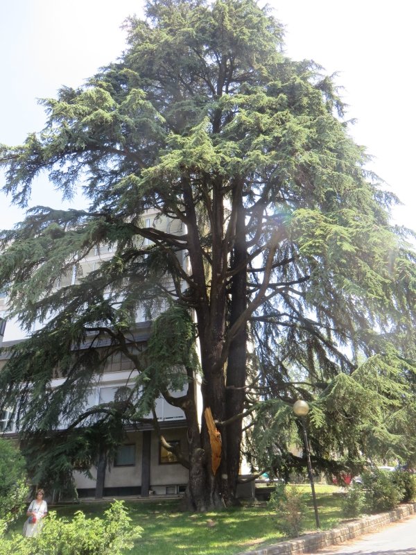 keeper_of_books's tweet photo. this is the widest ever measured Atlas cedar (Cedrus atlantica) https://t.co/TTaDkYelaH