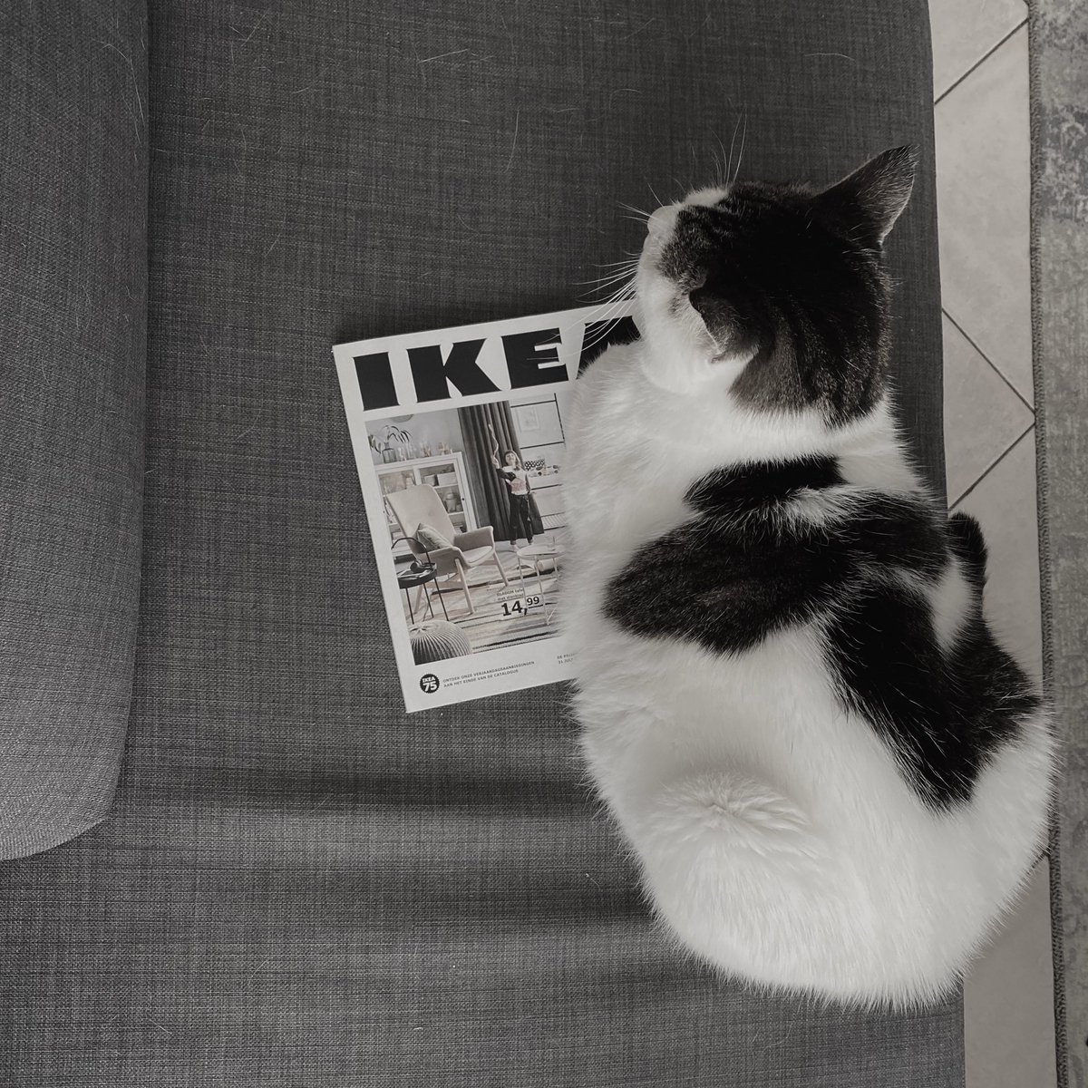 PatReganNL's tweet photo. Dear @ikea, with this whole #quarantine situation, my humans have used up the couch. Now I can’t sleep comfortable anymore. How should I order a new one? Regards, Argon https://t.co/EJ6IgnlD08