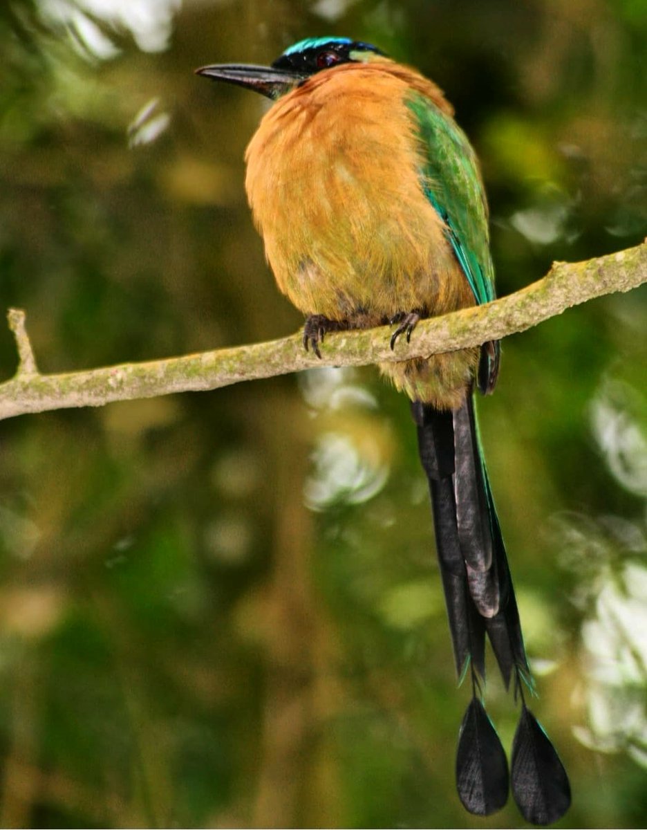 I'm going to share some favourite images from my visit to Costa Rica over the next few days, because if theres anything we need right now, it's surely this Motmot and his mates.