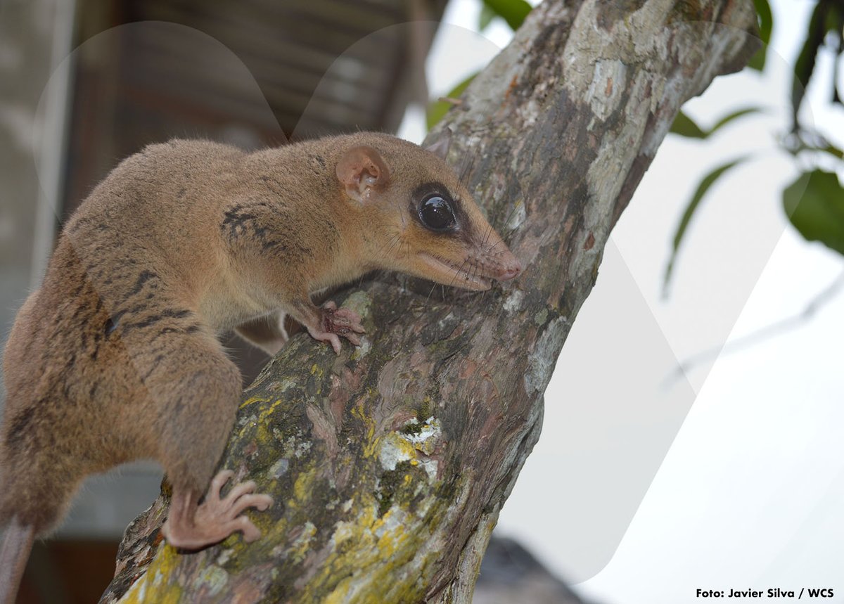 WCSColombia's tweet photo. 20 species of small mammals, 3 of marsupials, 2 of rodents and 15 of bats are some of the preliminary results of analyses of species in 'El Encanto de los Manglares del Bajo Baudó’ ▶️ https://t.co/L2EGHvMbtT
#EspecialBajoBaudó @Corparien #Concosta https://t.co/uEOhPD2x45