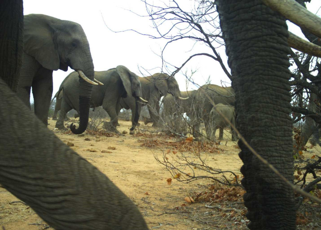SnapshotSafari's tweet photo. We’re still here! https://t.co/GSiMvfz3gs https://t.co/oGQfn0Ud0A
