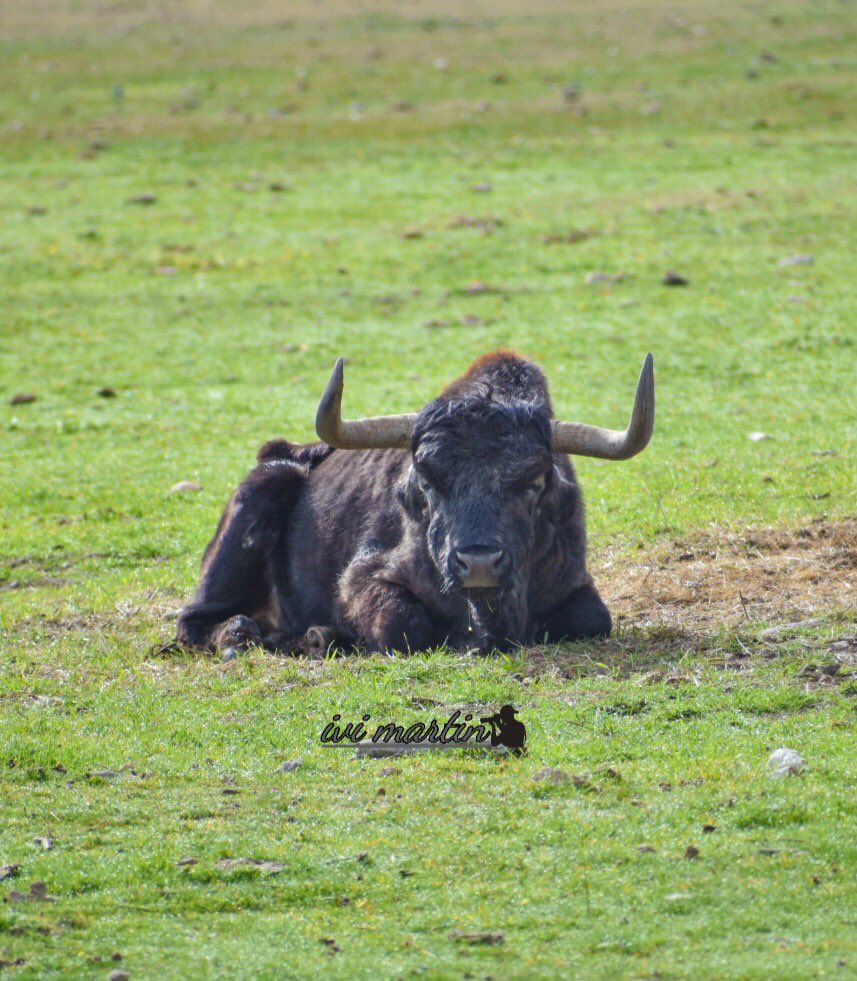 Juanma Lomillos tweet media