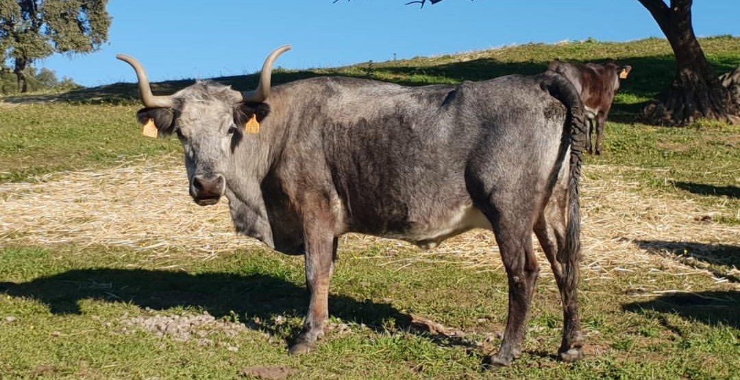 Juanma Lomillos tweet media