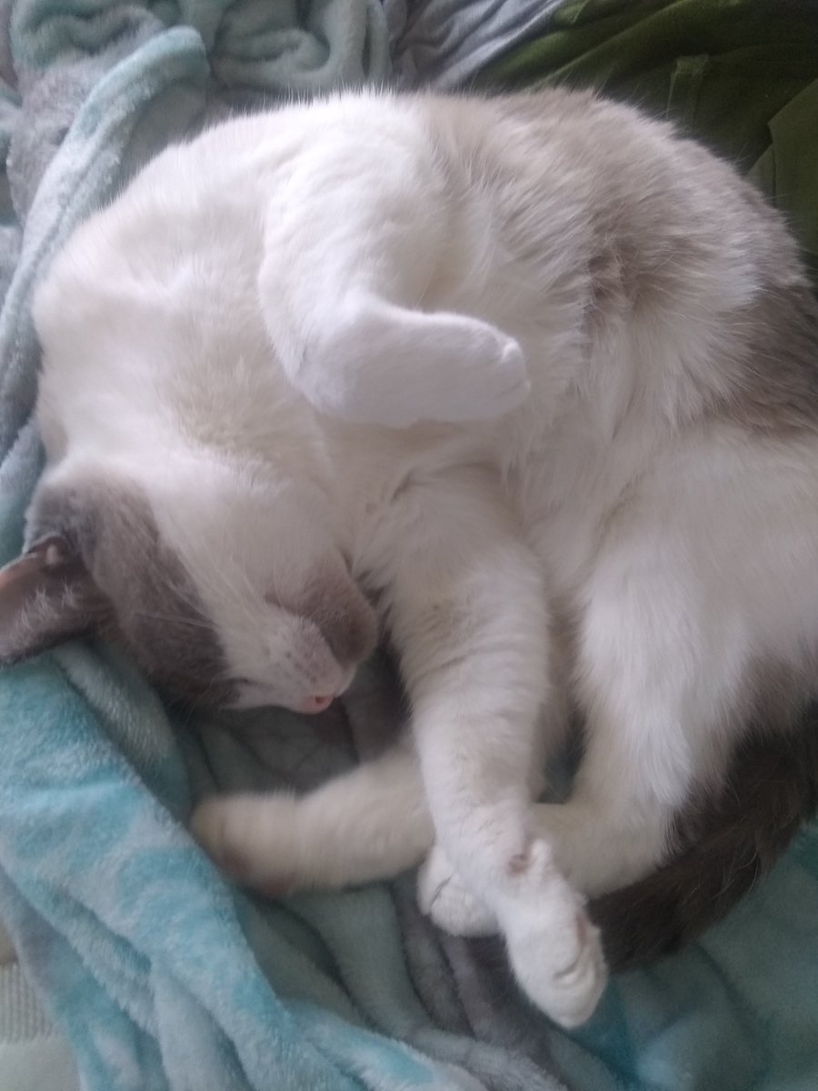 HowToCatLady's tweet image. Maya's handling the pandemic quite well.  I wish I were not like her, especially in the ability to sleep 20+ hours a day
#CatsOfTheQuarantine #CatsOfTwitter #cat