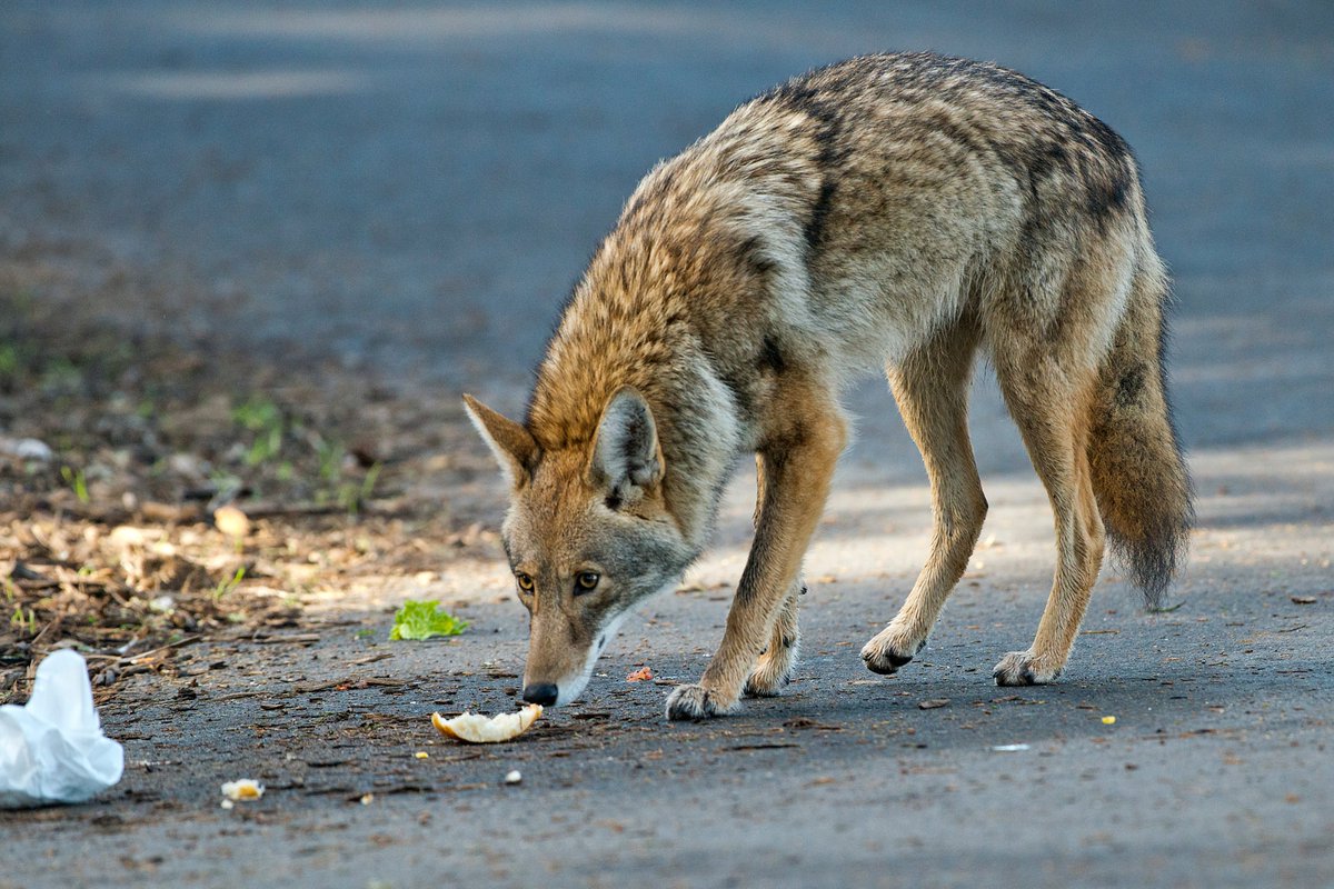 CaliforniaDFW's tweet photo. @SGVCOG @ProjectCoyote @DiscoverArcadia @CityofIrwindale @sgvhumaneaco @PasadenaHumane It is important to identify potential attractants &amp; understand how a coyote might access them. Removing access to attractants like trash, bird feeders &amp; pet food is as important as removal. How a coyote can gain access can be managed. https://t.co/W9kUwGPV4v #LetstalkCoyotes https://t.co/jGwNVFgGd9