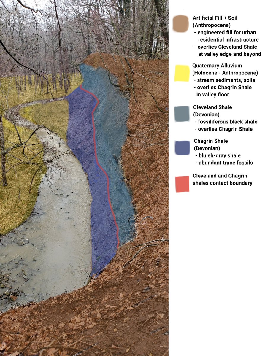 DunkCHOMPS's tweet photo. This is Nine Mile Creek in South Euclid, OH. At first glance it may look gray and overgrown, but to a #paleontologist or #geologist there is more to this view than meets the eye! If you're able, take some time to appreciate your local #geology!

#clevelandshale #chagrinshale #cle https://t.co/HWuFQnFEvJ
