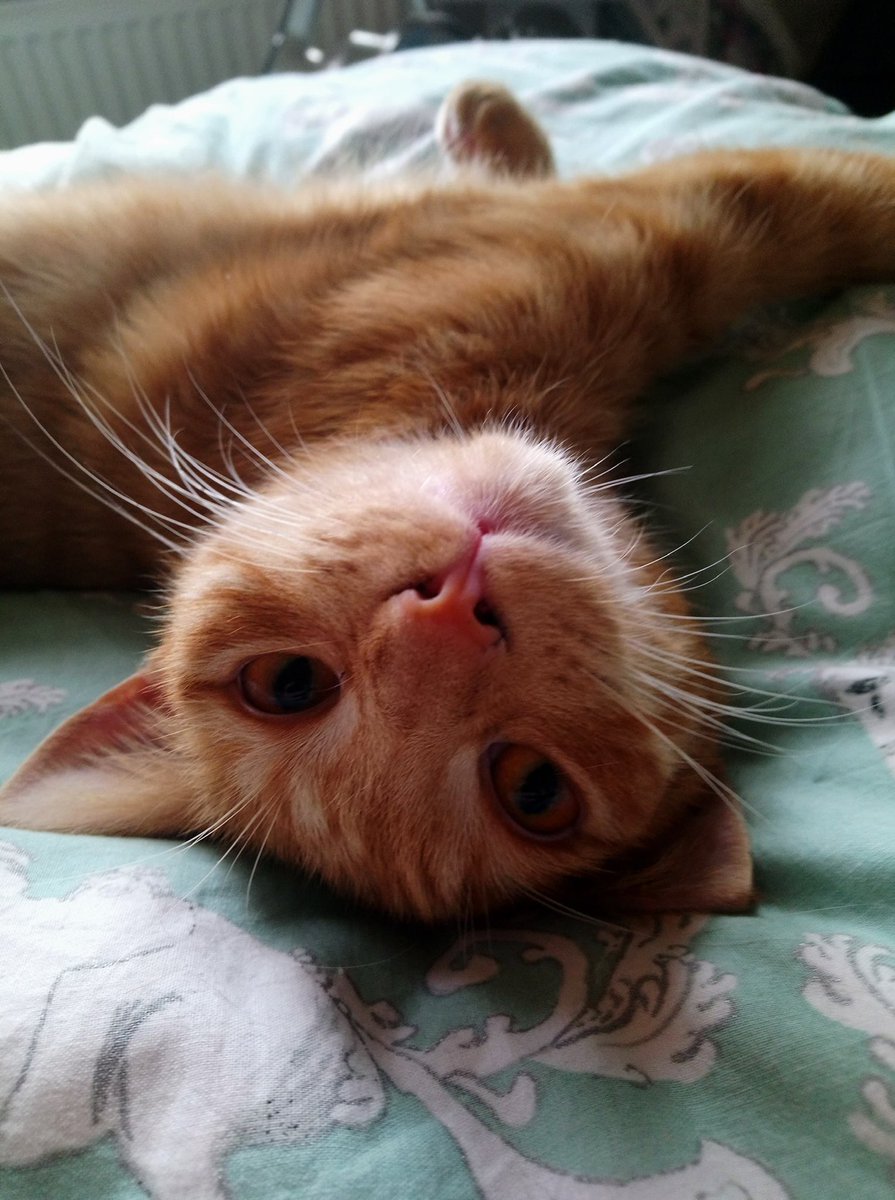 Keldan_Foster's tweet photo. He’s just adorable 🥰 #CatsOfTwitter https://t.co/v317JKugjk
