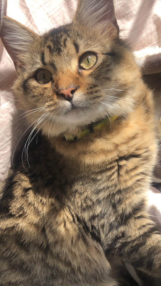 playinntraffic's tweet photo. #ANTEC20 #plastipets Meet Maverick https://t.co/W5tu4t2AYy